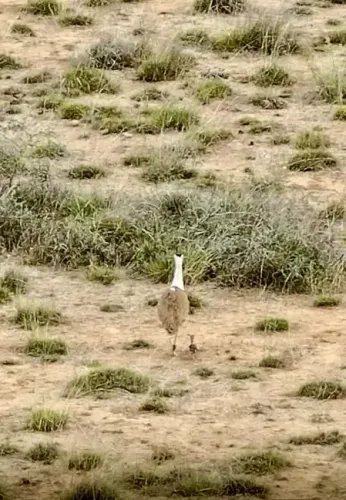 Historic Hatching of Rare Great Indian Bustard Chick in Gujarat