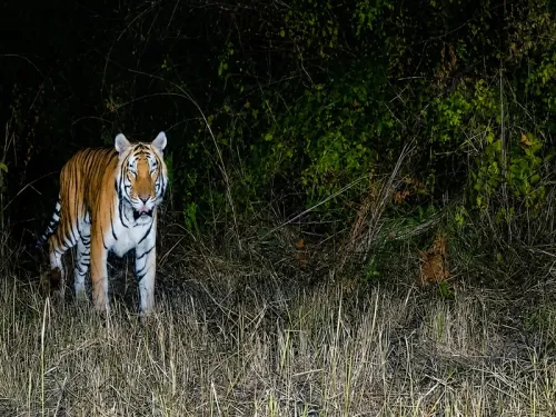 Royal Bengal Tiger returns to Arunachal sanctuary after 20 years