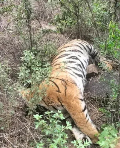 Royal Bengal tigress dies at Jharkhali rescue centre in Sundarbans