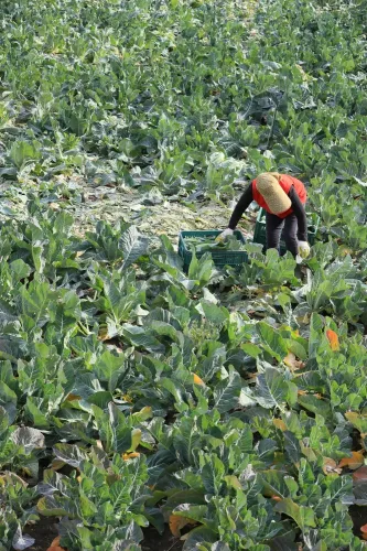 South Korea Secures Farm Inputs Amid Middle East Crisis: $256M Budget