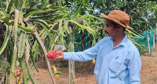 सांबा के किसान बलदेव राज की ड्रैगन फ्रूट खेती बनी मिसाल, जम्मू-कश्मीर में फैल रही प्रेरणा