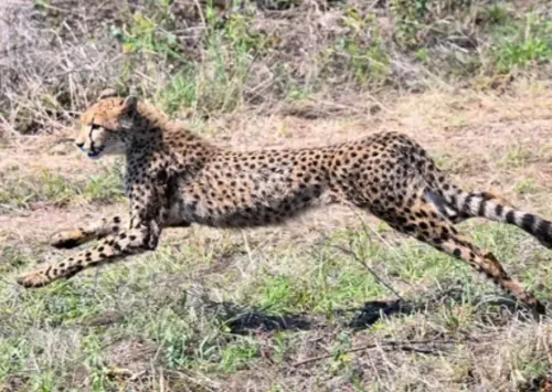 सवाई माधोपुर में चीता जंगल की ओर लौटा, वन विभाग ने जारी की चेतावनी