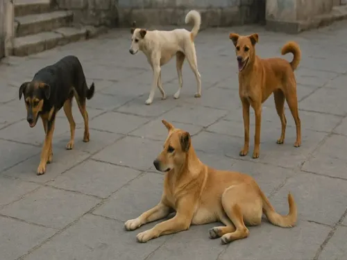 Will the Supreme Court Address Stray Dog Management Tomorrow?