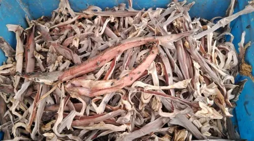 India's marine wildlife trade crisis: Scientists demand integrated strategy at Kochi workshop