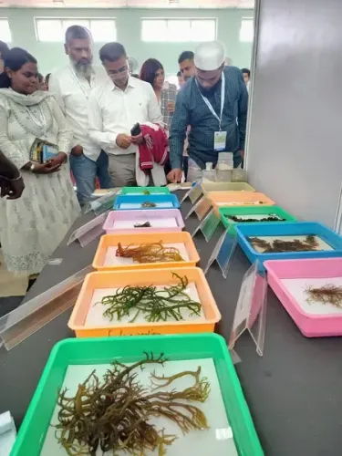 How has India's seaweed output tripled in a decade?