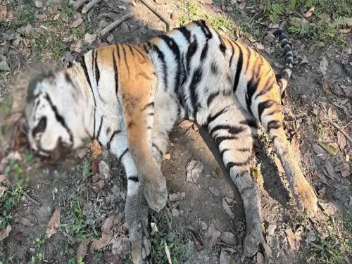 Another Tiger Carcass Discovered in Kaziranga National Park?