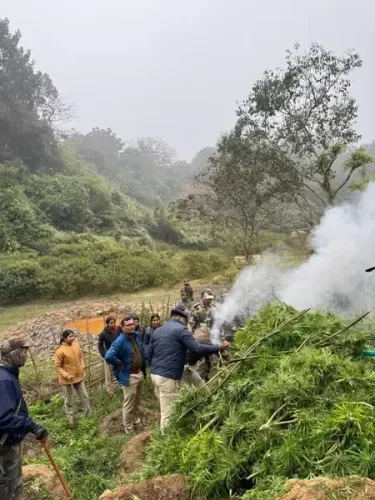 How Did Security Forces Destroy Ganja Plants Worth Rs 108 Crore in Tripura?