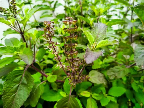 क्या एंटीऑक्सीडेंट से भरपूर वन तुलसी से सांस की समस्या दूर होगी और एनर्जी मिलेगी?