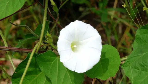 क्या शंखपुष्पी का फूल आयुर्वेद की अनमोल औषधि है?