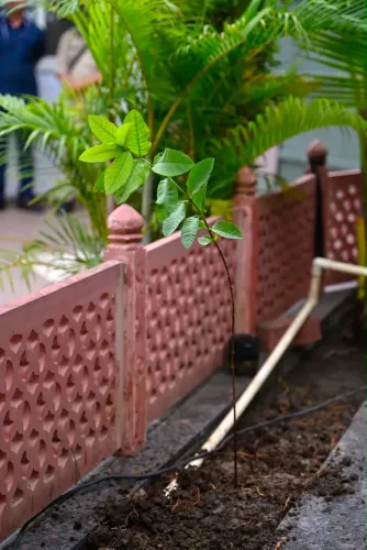 Shivraj plants sapling in Bhopal, calls for Hariyali Amavasya drive