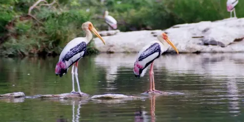 Dramatic Rise in Migratory Bird Arrivals at TN Vettangudi Sanctuary