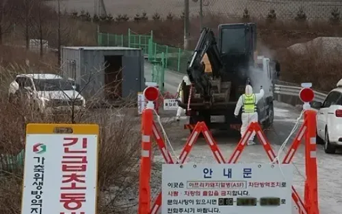 Has South Korea Confirmed Its First Case of African Swine Fever in Two Months?