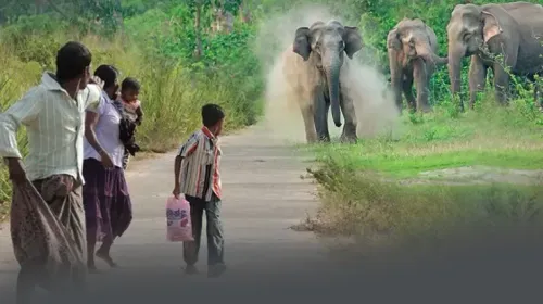 Sri Lanka Initiates Elephant Corridors to Mitigate Human-Elephant Conflict