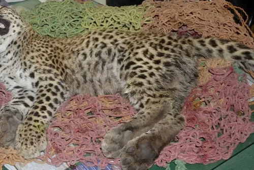 Kuno cheetah KNG22 shot dead: STF formed, 5 pellets recovered from body