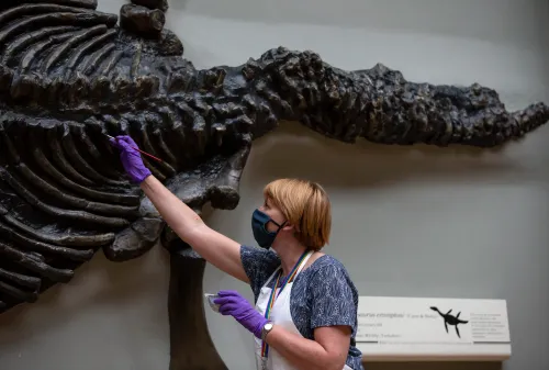 What Secrets of Ancient Life Can We Uncover from Fossilized Feces?