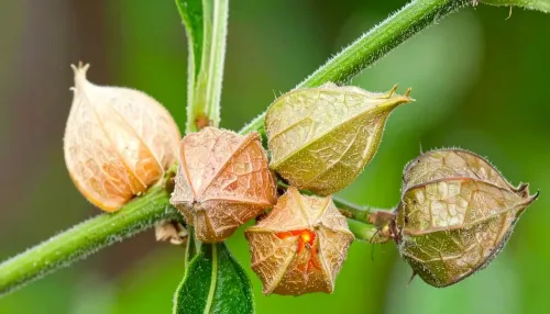 क्या अश्वगंधा सुकूनभरी नींद और जोड़ों की समस्या दूर करने में मददगार है?