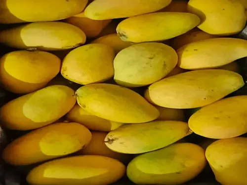 Sundarja mango from Rewa, MP earns global market foothold