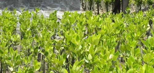 Is a Survey of Mangrove Forests Along Maharashtra's Coast Being Conducted?