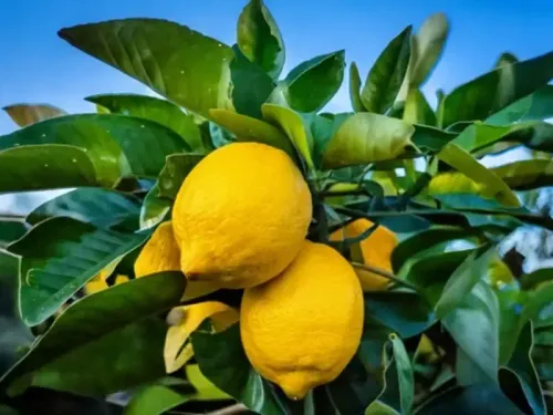 क्या नींबू एसिडिटी का दुश्मन है, जानें सेवन के तरीके?