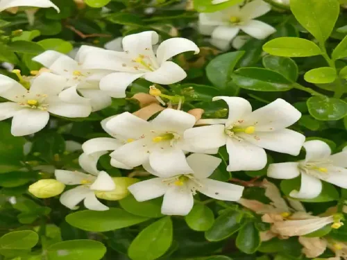 सुगंध और औषधीय गुणों से भरपूर मधुकामिनी: आपकी सेहत के लिए लाभकारी