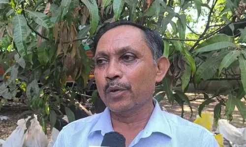 Kesar mango gift to UAE President: Gujarat farmers beam with pride