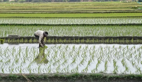 Tamil Nadu halts crop loan recovery, orders fresh credit by Sep 30