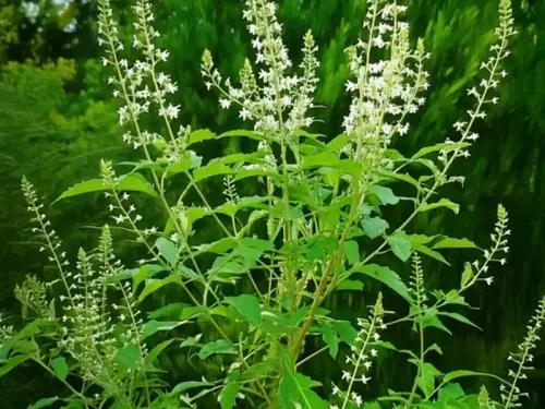 क्या <b>निर्गुण्डी</b> आपकी <b>त्वचा</b> और <b>स्वास्थ्य</b> के लिए चमत्कारी गुण रखती है?