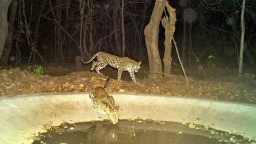 Why Did Telangana Suspend the Tiger Conservation Reserve Order?