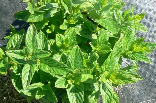 क्या ठंड के मौसम में पुदीना जरूरी है? जानें सर्दी-जुकाम में कैसे दिलाता है राहत