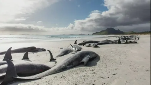 Tragic Loss: Three Whales Perish After Mass Stranding in New Zealand