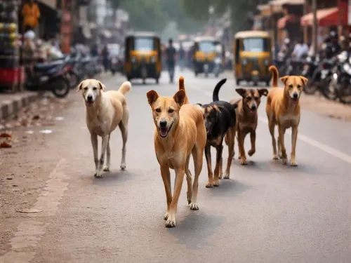 Tragic Death of Three-Year-Old Girl by Stray Dogs in Telangana