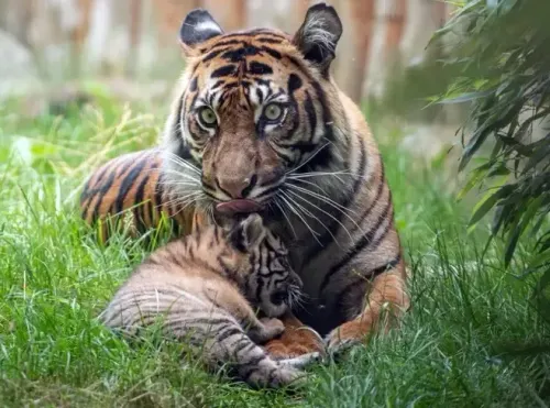 Tiger Cub Vanishes in MP's Panna Reserve, Authorities Claim 'Natural Process'