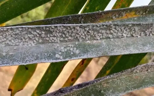 Tamil Nadu Agricultural Department Acts on Whitefly Crisis Affecting 1.9 Lakh Acres of Coconut Farms