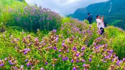 Neelakurinji blooming in Gudalur: Tamil Nadu bans public entry to protect wildlife