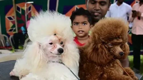 Is Chennai's Pet Dog Registration Approaching One Lakh?