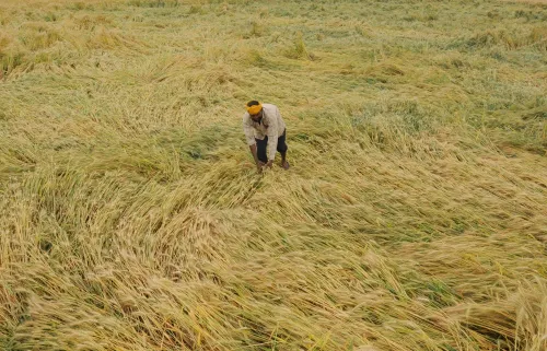 Farmers in TN Delta Face High Machine Rental Costs and Crop Losses Due to Unseasonal Rains