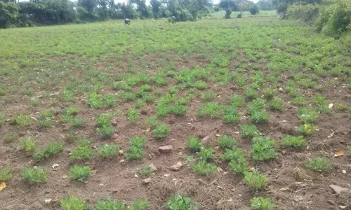 Dharmapuri groundnut farmers seek KRP canal water amid drought crisis