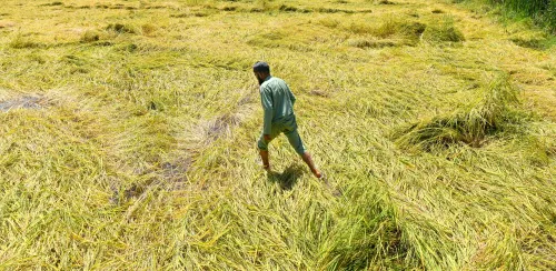 Has TN Extended the Deadline for Paddy Crop Insurance to Nov 30?