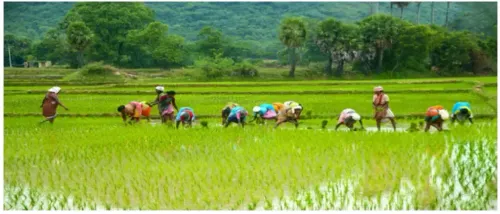 Tamil Nadu Farmers to Receive Training in Modern Paddy Cultivation Techniques in Japan, China, and Vietnam
