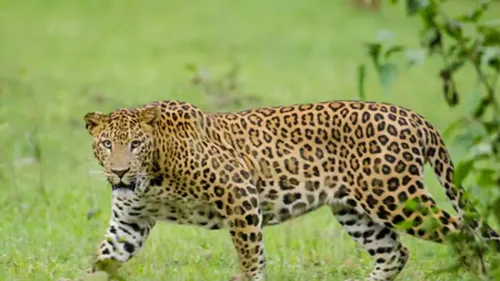 Leopard suspected in Mettur attacks; TN Forest Dept ramps up vigil