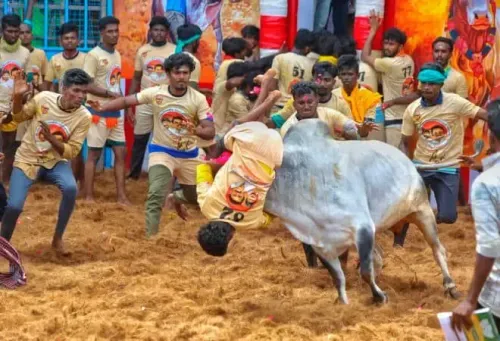 Tamil Nadu Minister Meyyanathan Launches Jallikattu in Pudukkottai