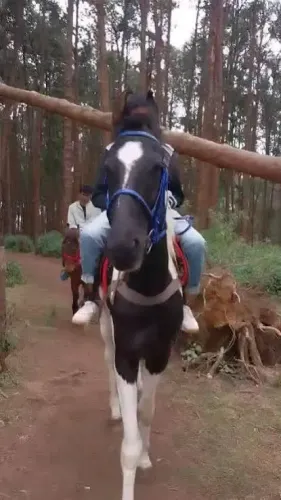 Are New Licensing Rules for Horse Joyrides in Tamil Nadu Enough to Prevent Cruelty?