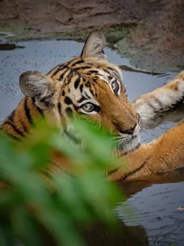 Is Tamil Nadu Leading the Way in Tiger Conservation?