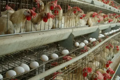 TN steps up vigil along Kerala border amid rising bird flu cases