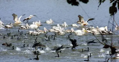 Will TN conduct a 2-day statewide terrestrial bird census today?