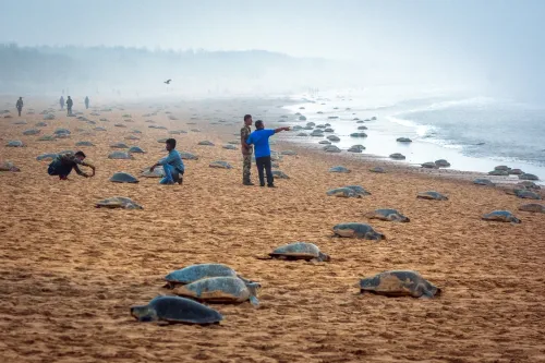 Tamil Nadu to Establish Marine Elite Force for Olive Ridley Turtle Protection