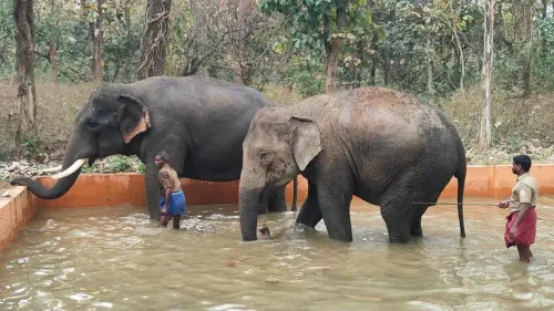 Chadivayal Elephant Camp near Coimbatore to open for eco-tourism