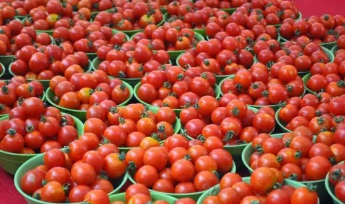 Why Have Tomato Prices Skyrocketed in Tamil Nadu?