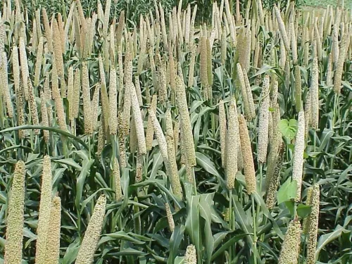 Has the total area sown under kharif crops in India exceeded 1,039.8 lakh hectares?