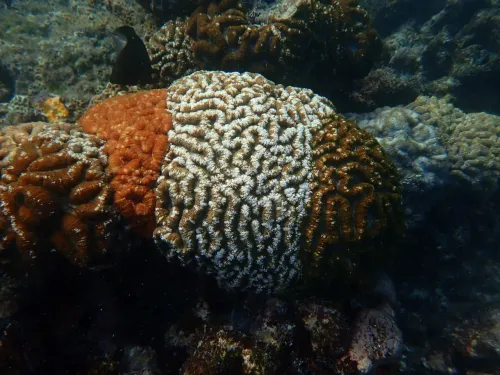 Tricolour corals off Minicoy offer clues to climate resilience